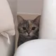 먕냥이