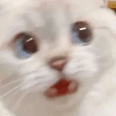 이보라
