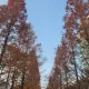 포니