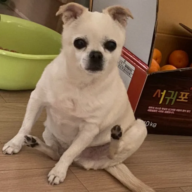 갱식이
