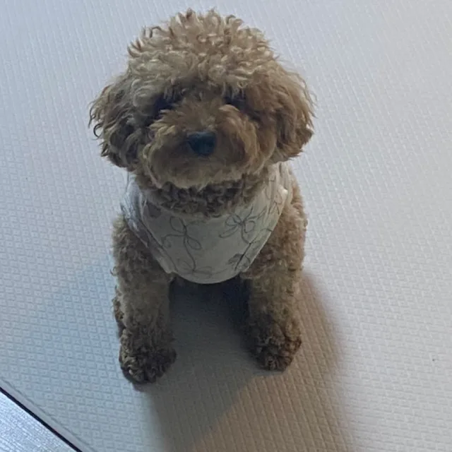 당군