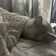 헤링