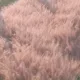 캐럿마켓