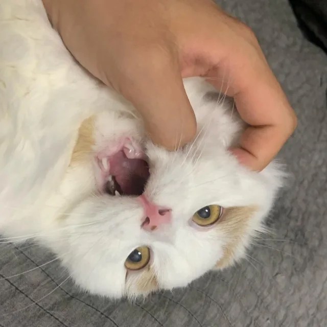 세꾸