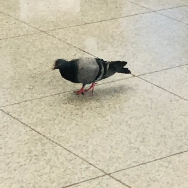 거기