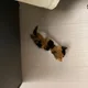 헐레벌떡