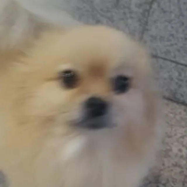 바니바니당근당근