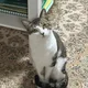 보따리꾼