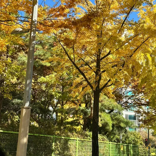 노랗게노랗게물들었네