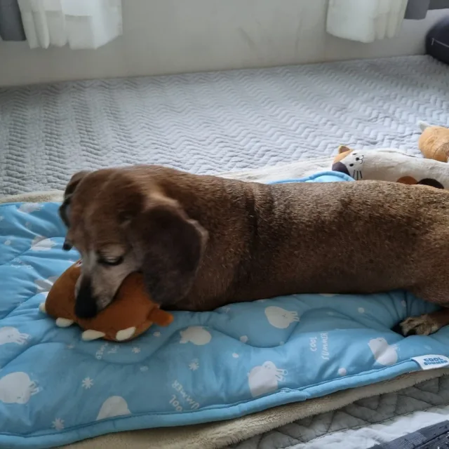 뽀롱