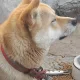 단츠2