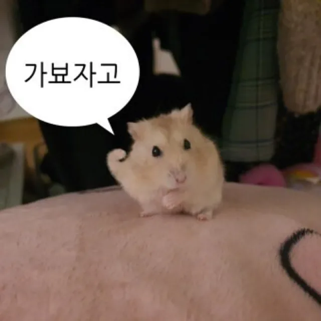 콩콩콩