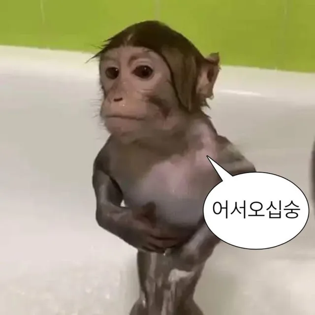 숭이