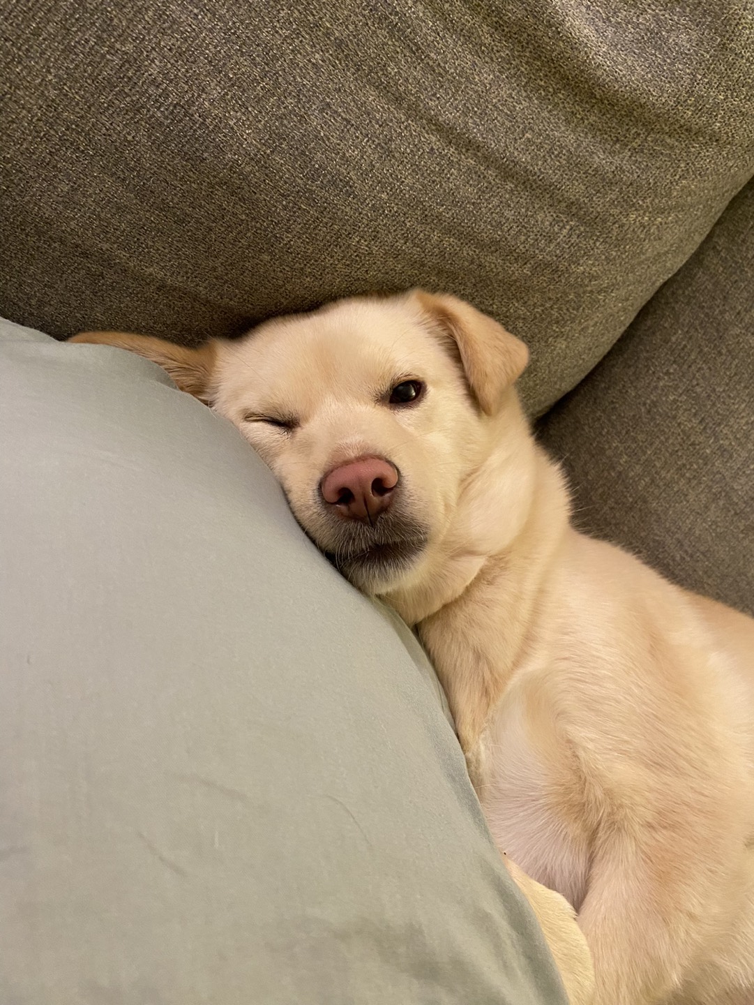 누니