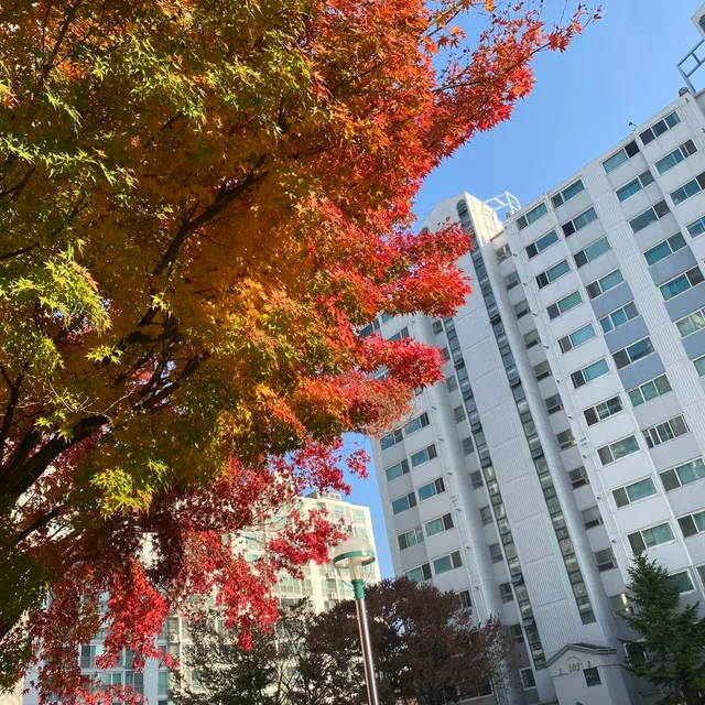 아기돌고래