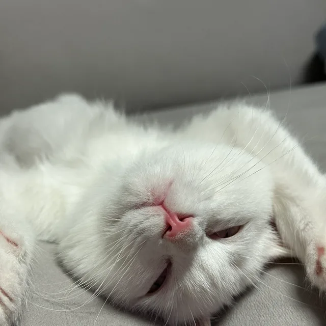 토리