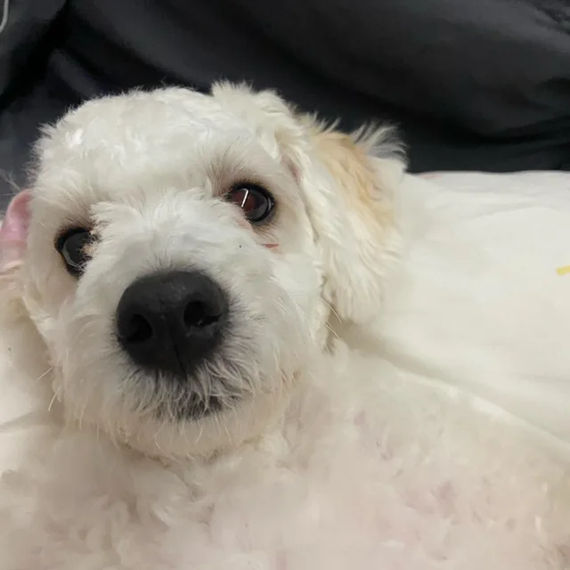 율율이