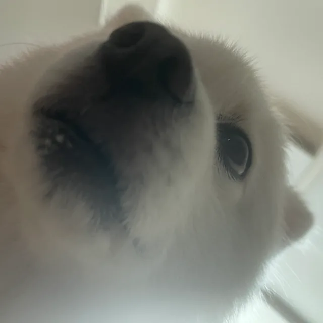 미야비