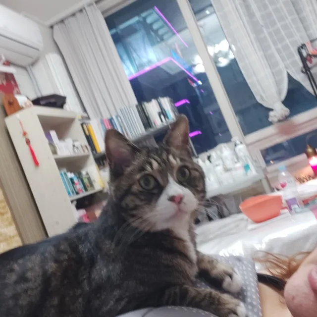 밥풀이