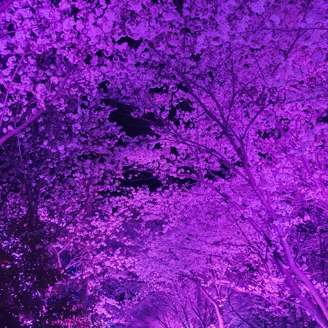 노시주