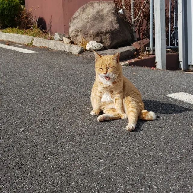 호두