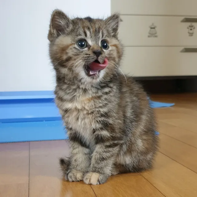 꼬미