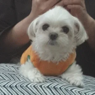 yena777