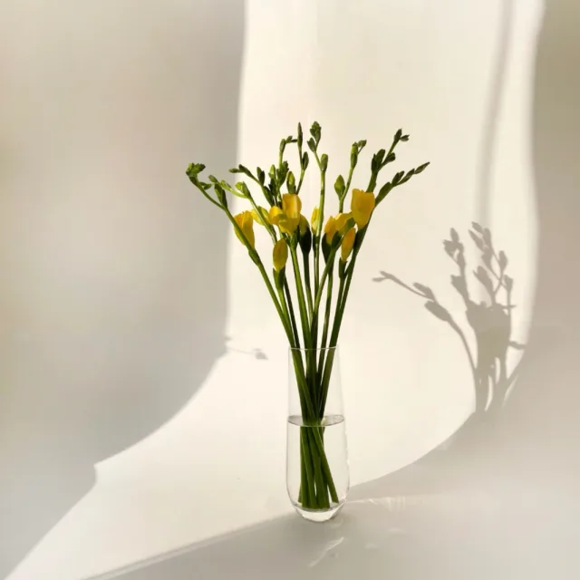 조천코스모스