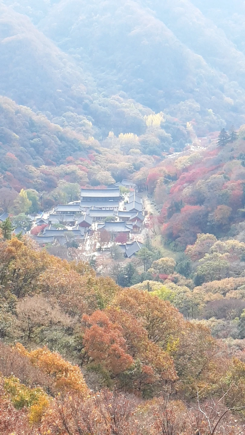 팬더