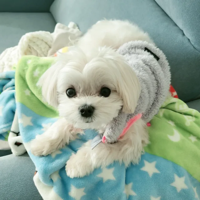 찌니