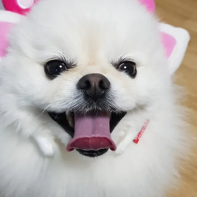 크림이누나