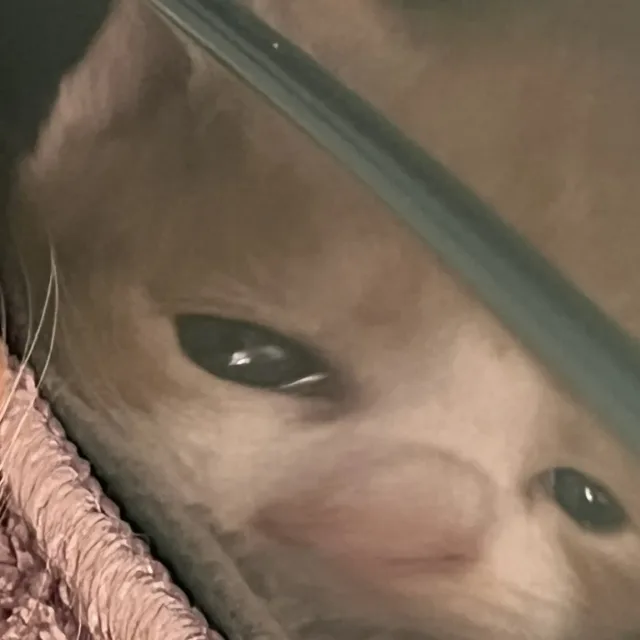 당근천재