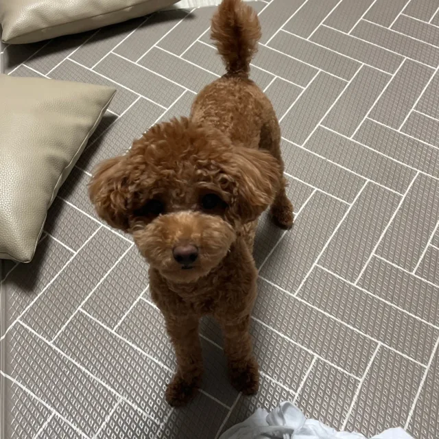 콩이