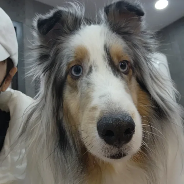 아토피