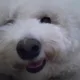 오델리아