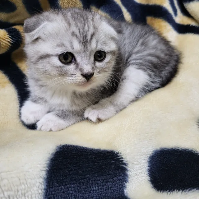뿌사리