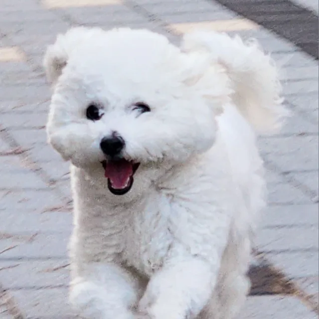 뽀식이