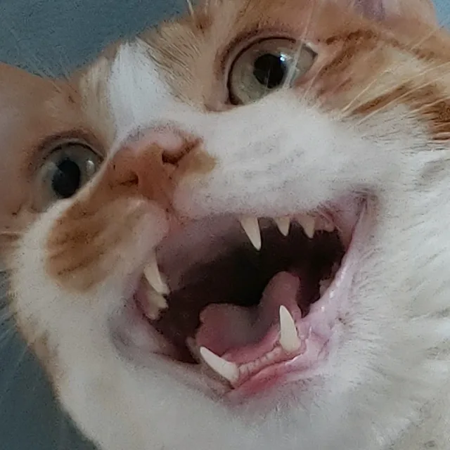 엄마쟤흙머거