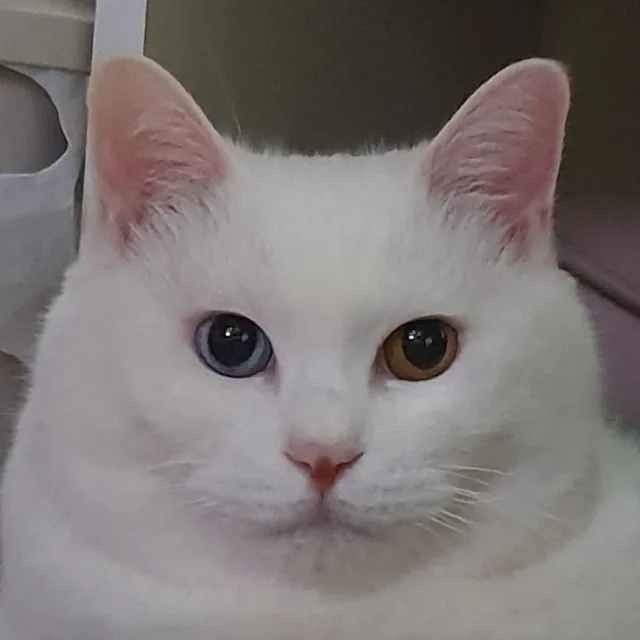 고앵이
