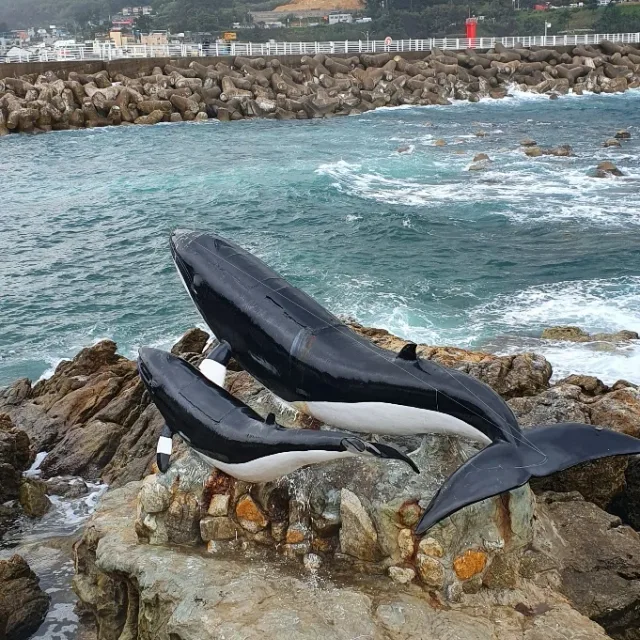 살꼬야
