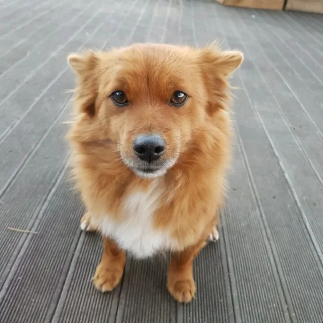 어진이오빠