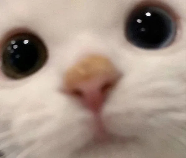 청송콩찰떡