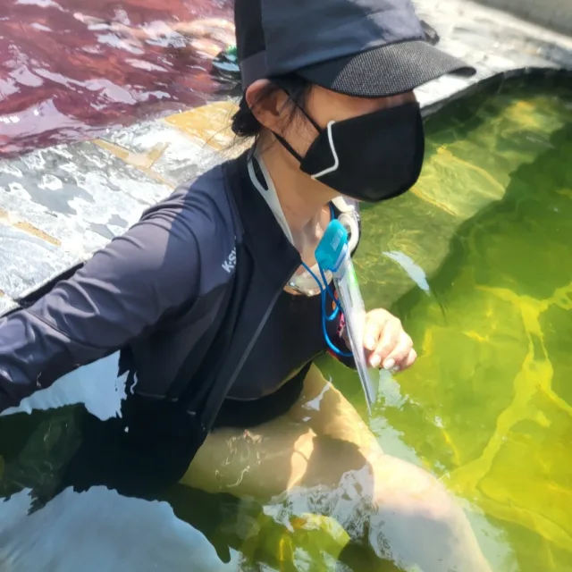 장미