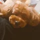 영이