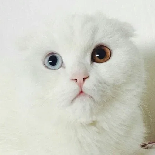 Jerry