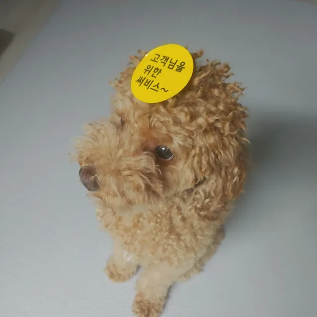 파랑새