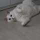 부끄윽
