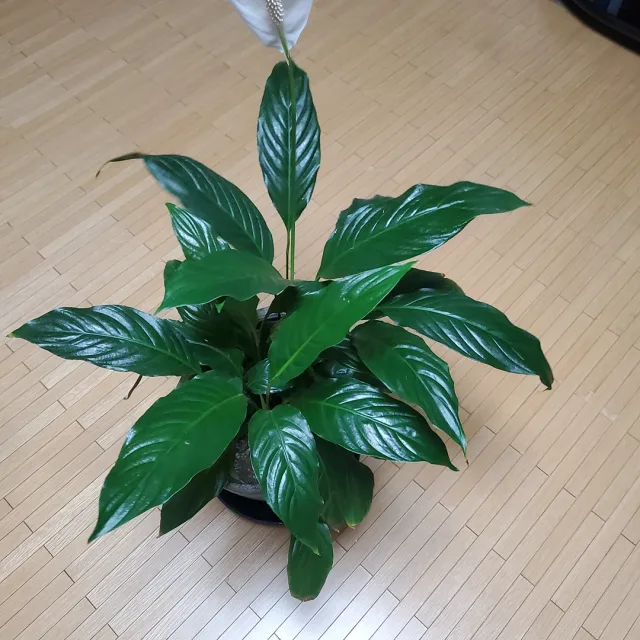 은별