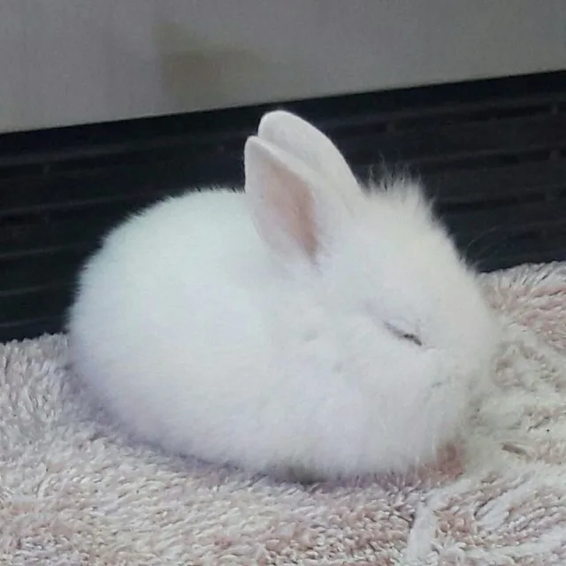 냠냥뇽
