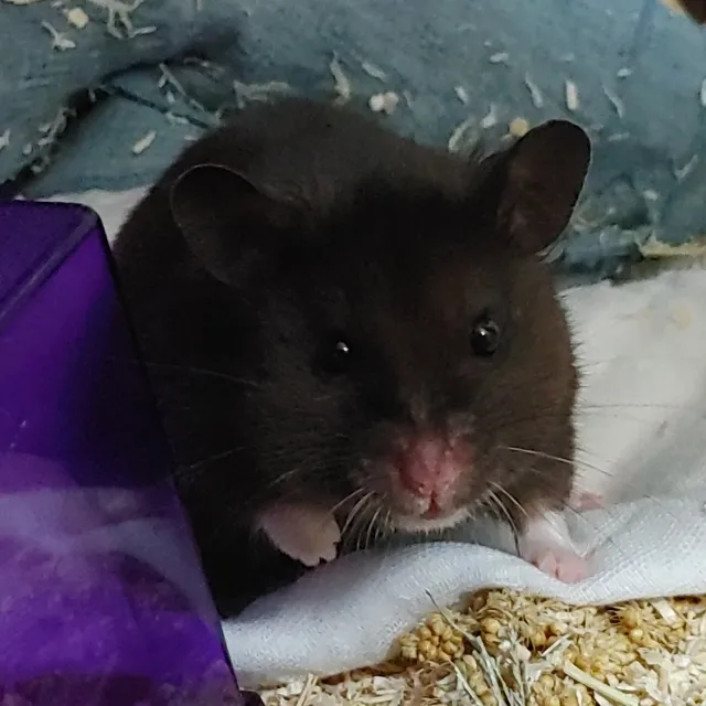 꼬냑